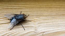 Te enseñamos el secreto natural de la abuela para eliminar moscas y mosquitos en primavera sin químicos