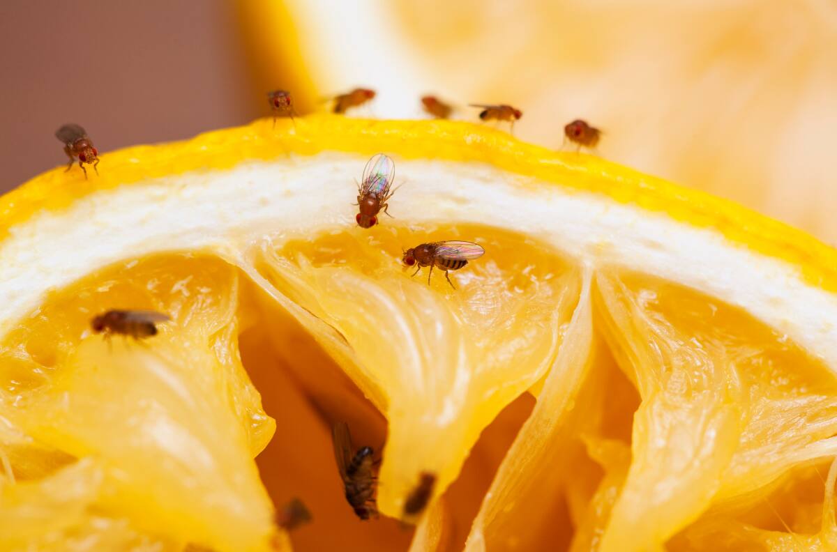 No más moscas en la fruta: Este producto casero es una excelente opción para eliminarlas