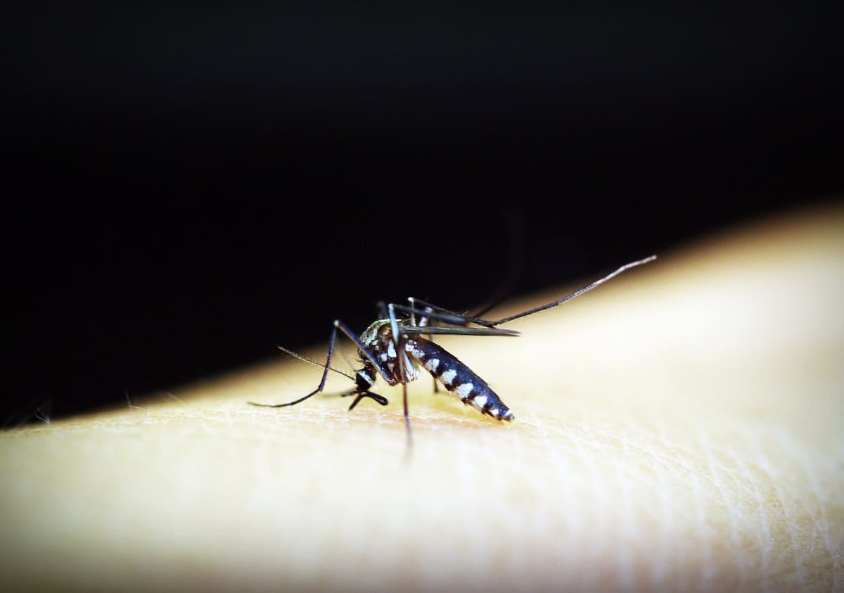 En total son 7 las regiones del país que se encuentran con alerta sanitaria debido a este virus.