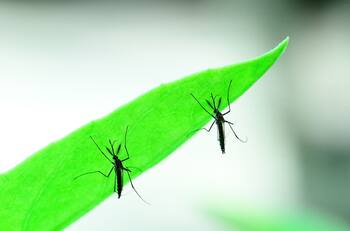 Con esta planta en el jardín podrás repeler a los típicos mosquitos durante esta primavera