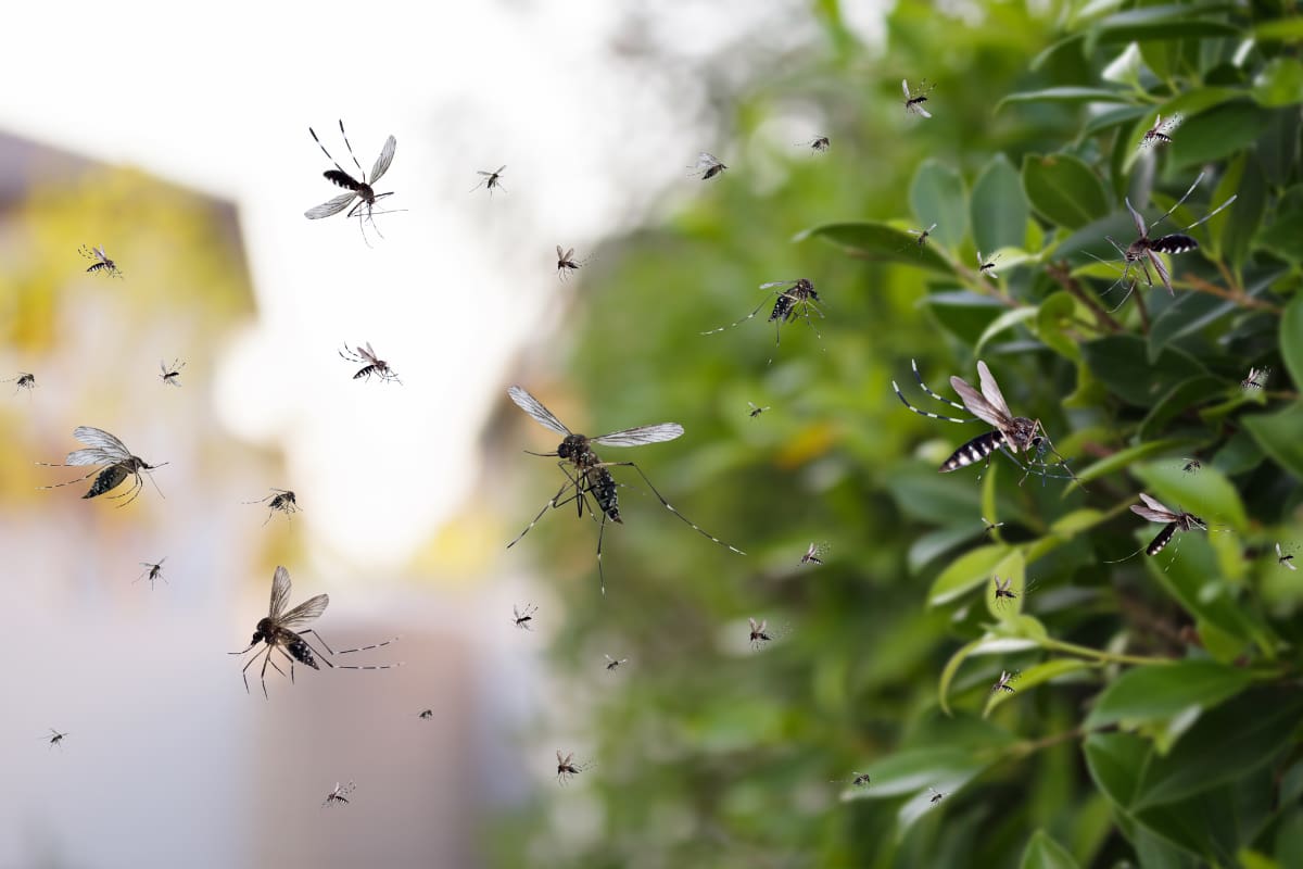 Descubre cuál es la planta que te ayudará a solucionar este problema.