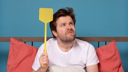 Así puedes preparar repelentes naturales para eliminar zancudos y mosquitos de tu hogar