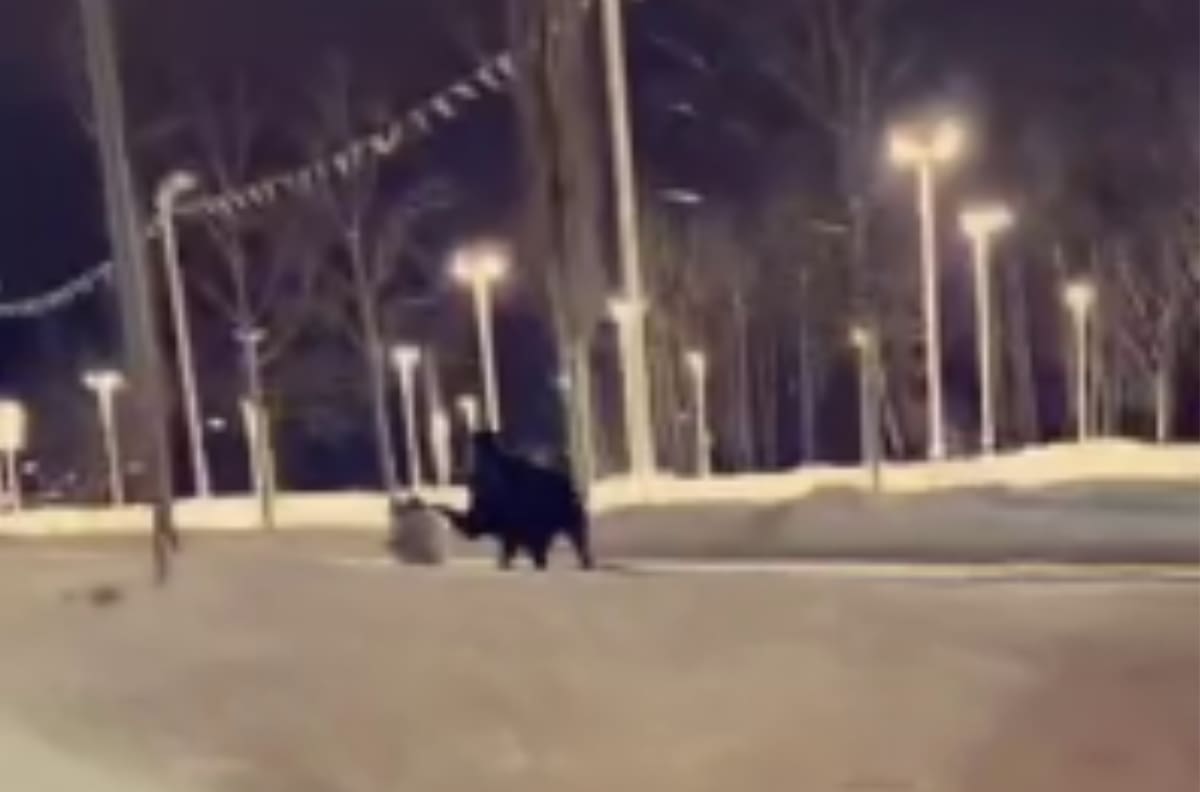 VIDEO | Alaska: Un alce pateó a una mujer que paseaba a su perro en la calle