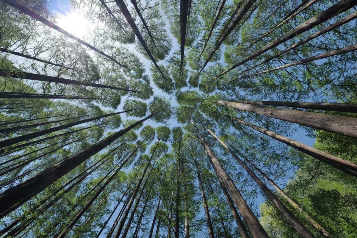 Una de las multas fue por infracciones a la Ley de Bosques. Foto: Referencial.