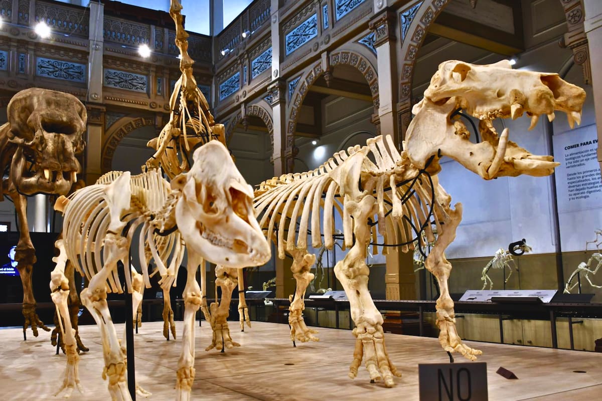 Conoce en detalle la nueva exposición que trae el museo del Parque Quinta Normal. Foto: Museo Nacional de Historia Natural.