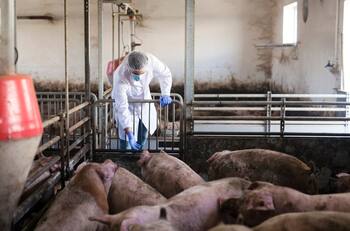 Empresa chilena con más de 40 años en la cría de cerdos arriesga multa de casi $8.000 millones
