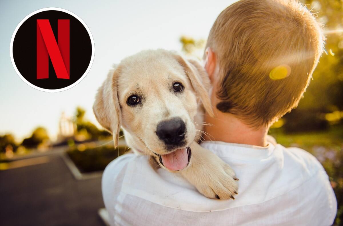 Día del Perro: La emotiva película basada en hechos reales que no es Hachiko, pero te hará amar aún más a tu mascota