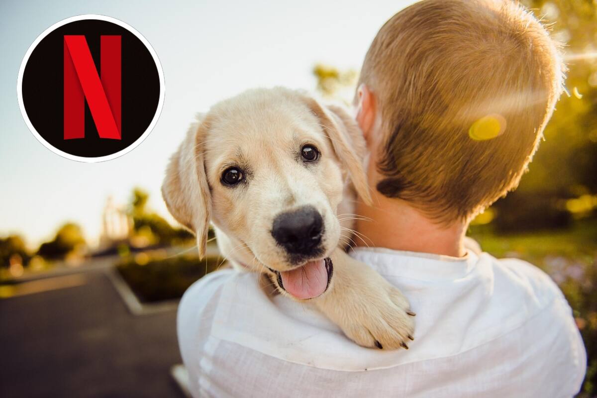 y sus películas sobre perritos.