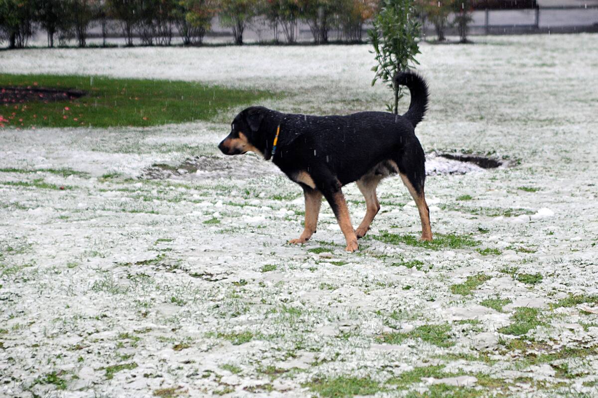 Ante el evento meteorológico inusual en el norte del país, se decidió emitir una alerta y un aviso preventivo para los sectores afectados.