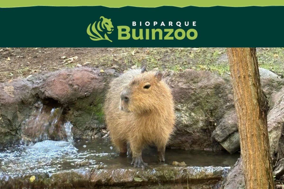 que llegaron a Buinzoo.