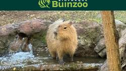 Nuevos capibaras llegan a Buinzoo: ¿Cuál es el valor de las entradas y cómo comprarlas?