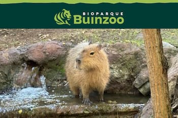Nuevos capibaras llegan a Buinzoo: ¿Cuál es el valor de las entradas y cómo comprarlas?