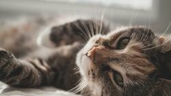 Estos son los 10 nombres de gatos más lindos y originales según la inteligencia artificial