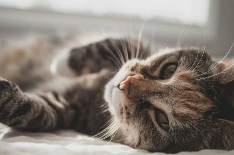 Conoce las recomendaciones de nombre dados por la IA.