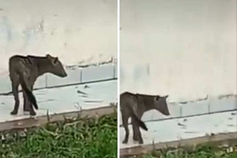 Conoce al primer 'Perro fantasma' capturado en Bolivia.