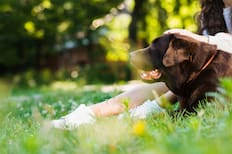 Ya está operativo el nuevo parque canino de Maipú: Dónde visitarlo y qué actividades ofrece