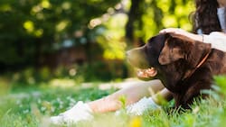Ya está operativo el nuevo parque canino de Maipú: Dónde visitarlo y qué actividades ofrece
