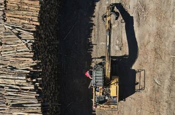 Obrero forestal fallece por caída de eucalipto en Osorno