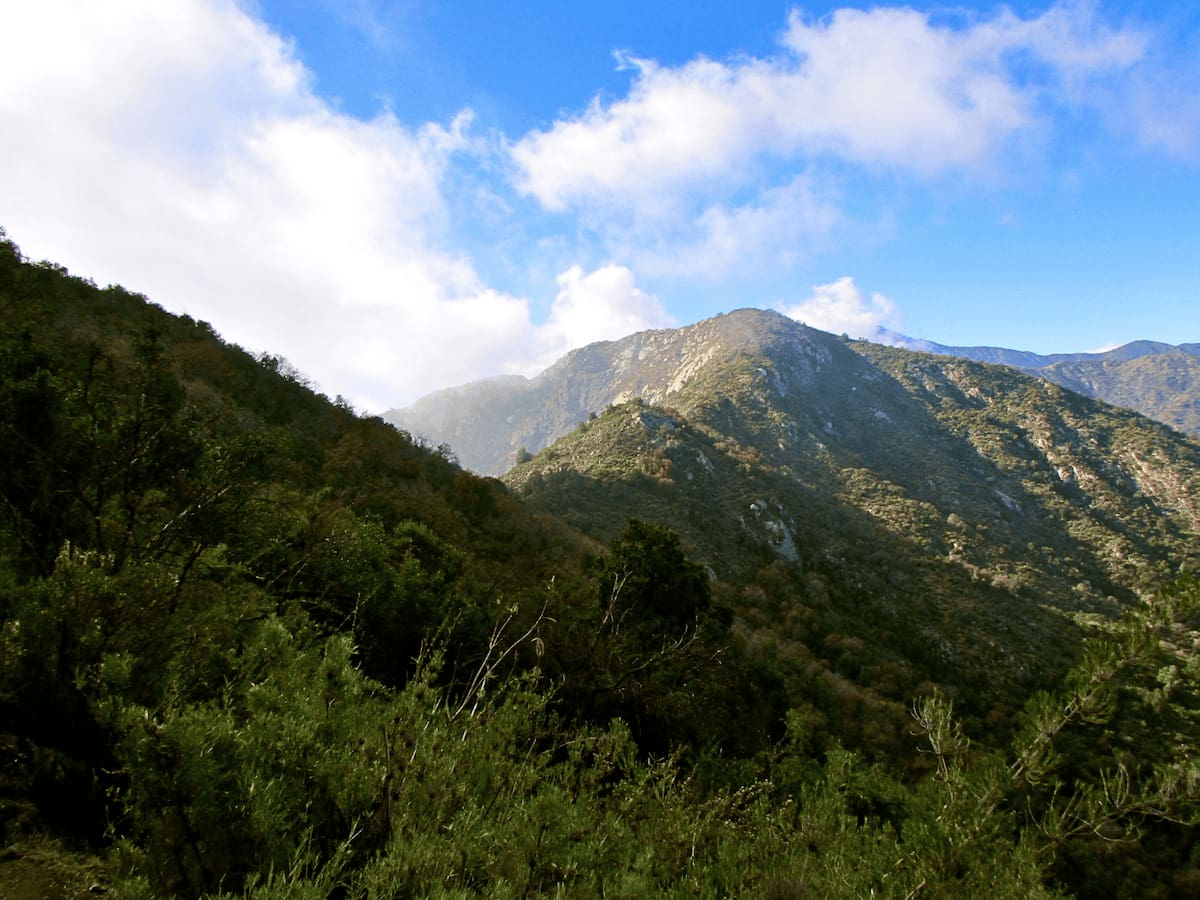 Vista panorámica del Palmar de Ocoa en Hijuelas. Foto: Conaf.