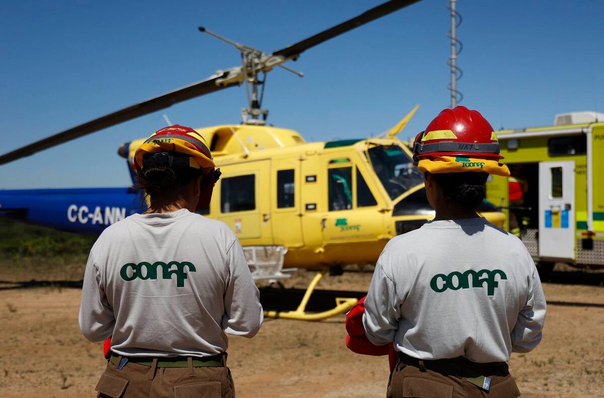 La Corporación Nacional Forestal busca trabajadores y ofrece sueldos desde $1.474.000