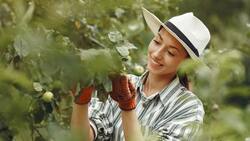 Hay más de 5.000 ofertas laborales en el sector agrícola: sueldos pueden llegar a $900.000 y así se puede postular