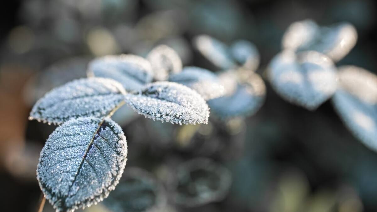 Hasta -13 grados: Ola de frío afectará a estas regiones de la zona centro y sur del país