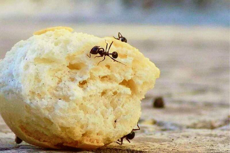 Con este truco las podrás ahuyentar de forma natural.