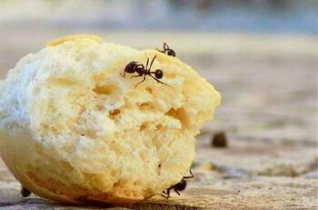 Aleja a las hormigas de tu hogar con esta planta que dejará un gran aroma