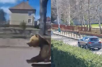 VIDEO | Buscan a un oso pardo suelto: Ya dejó cinco heridos, entre ellos una niña