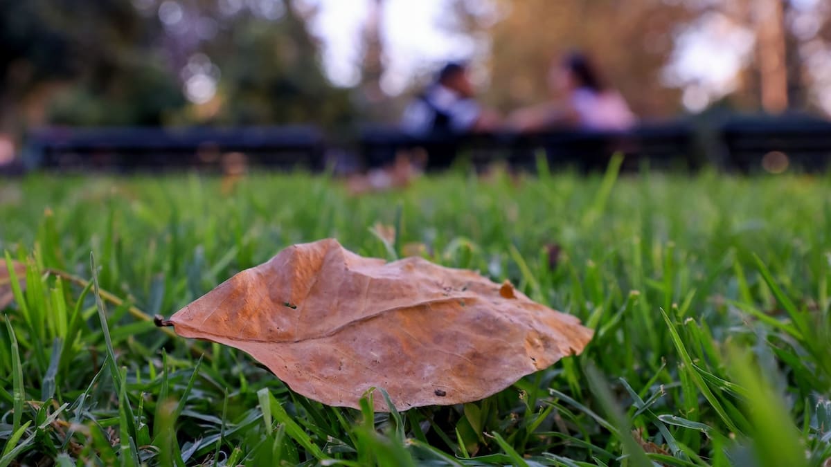 Hoy comenzó oficialmente el otoño: ¿Hasta cuándo durará y cuándo inicia el invierno?