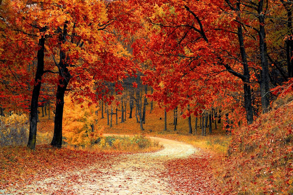 El otoño comenzará este 20 de marzo en Chile. Créditos: Pexels
