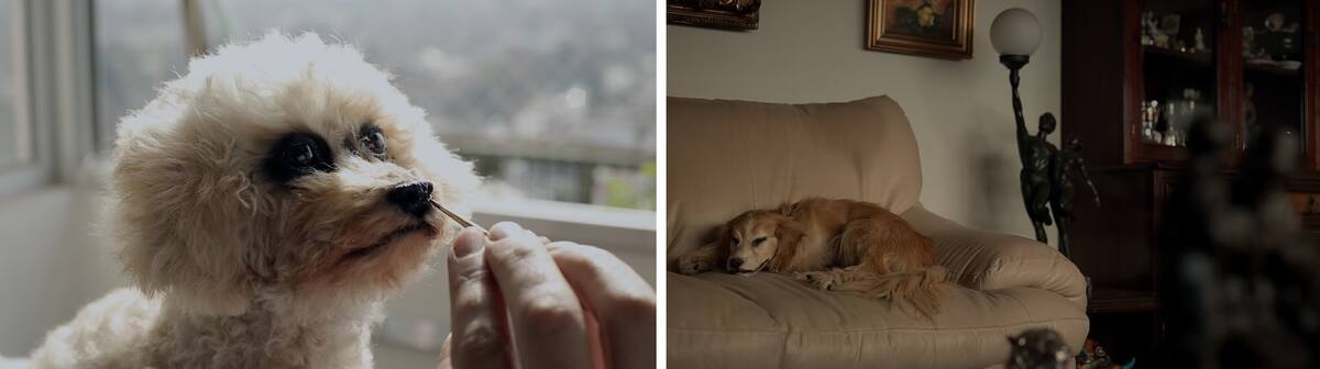 “Otra Piel” habla e la Taxidermia en Chile