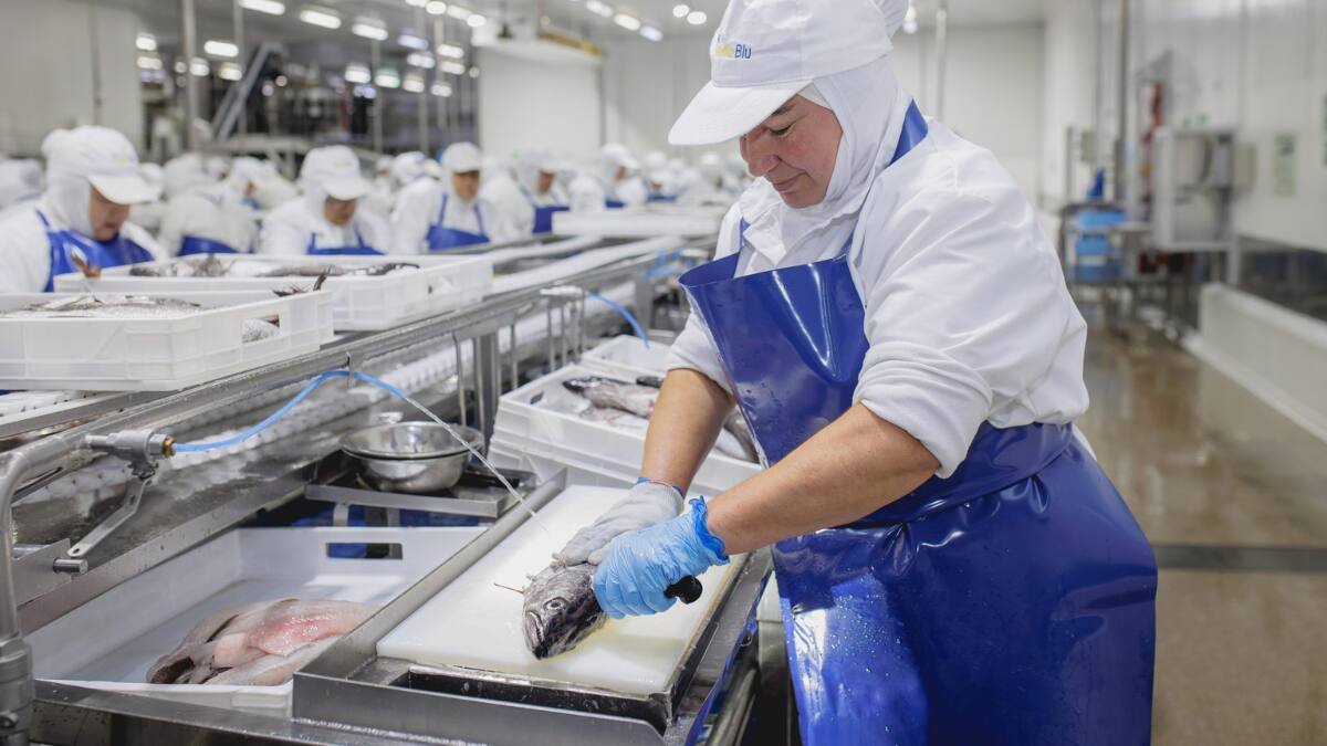 Pesquera chilena anuncia cierre definitivo: Más de 2400 trabajadores perderán su fuente de empleo