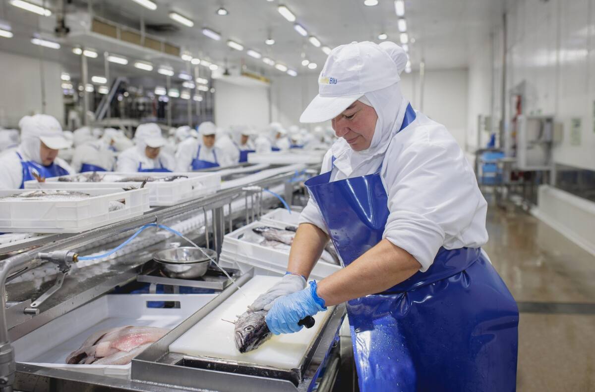 Pesquera chilena anuncia cierre definitivo: Más de 2400 trabajadores perderán su fuente de empleo