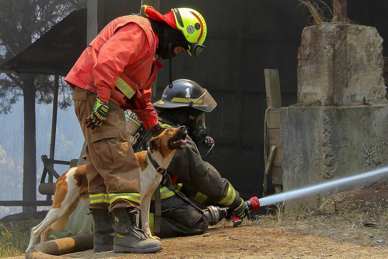 Diversas agrupaciones han otorgado ayuda a los animales afectados por los incendios.
