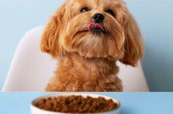 Chile en el top 3: Revisa los países de América Latina que más gastan en comida para perros