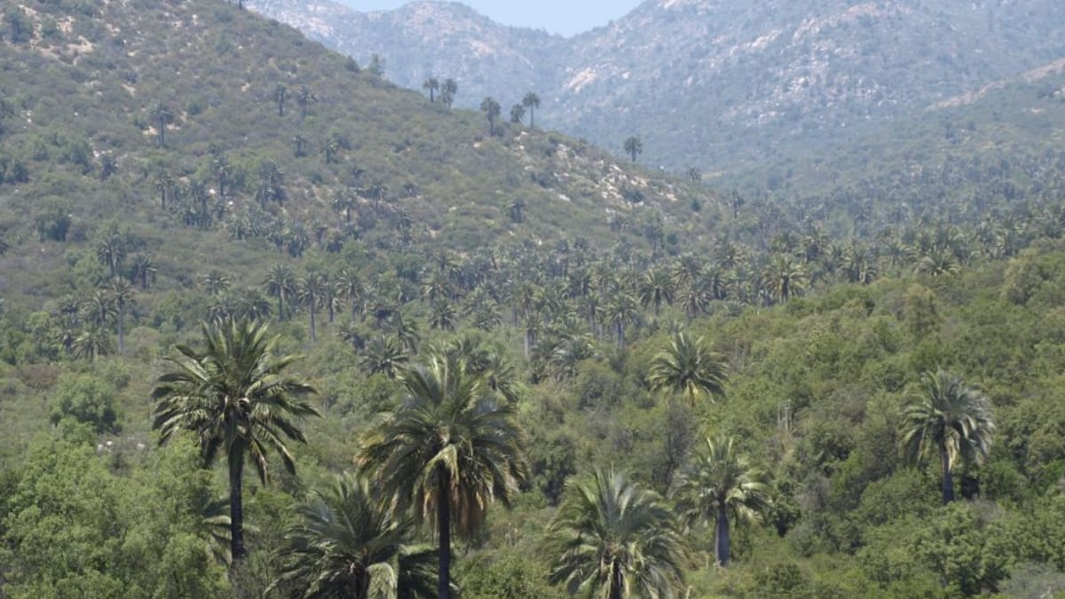 Panoramas: Conoce Palmas de Ocoa, la Reserva Mundial de la Biósfera que está a 90 minutos de Santiago
