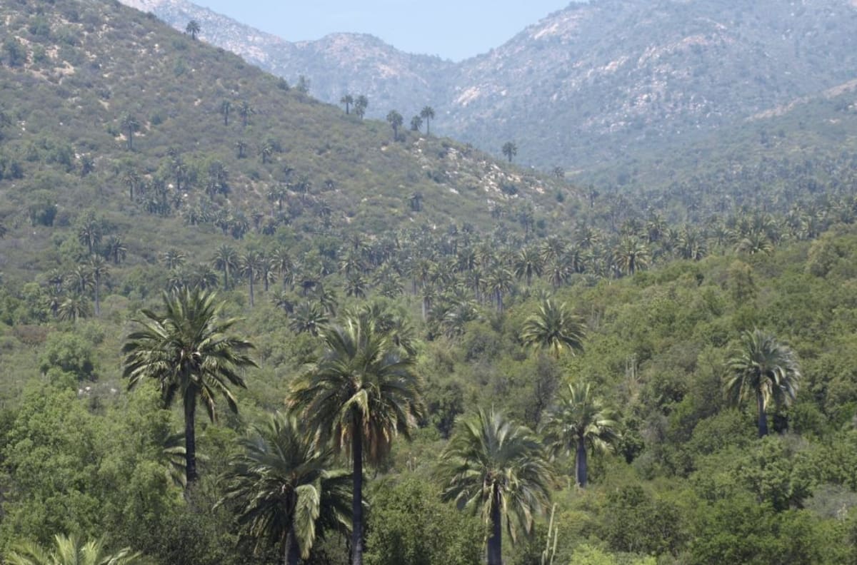 Panoramas: Conoce Palmas de Ocoa, la Reserva Mundial de la Biósfera que está a 90 minutos de Santiago