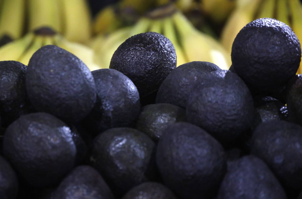 ¡Valor de la palta Hass se eleva hasta los $8 mil! ¿A qué se debe esta alza?