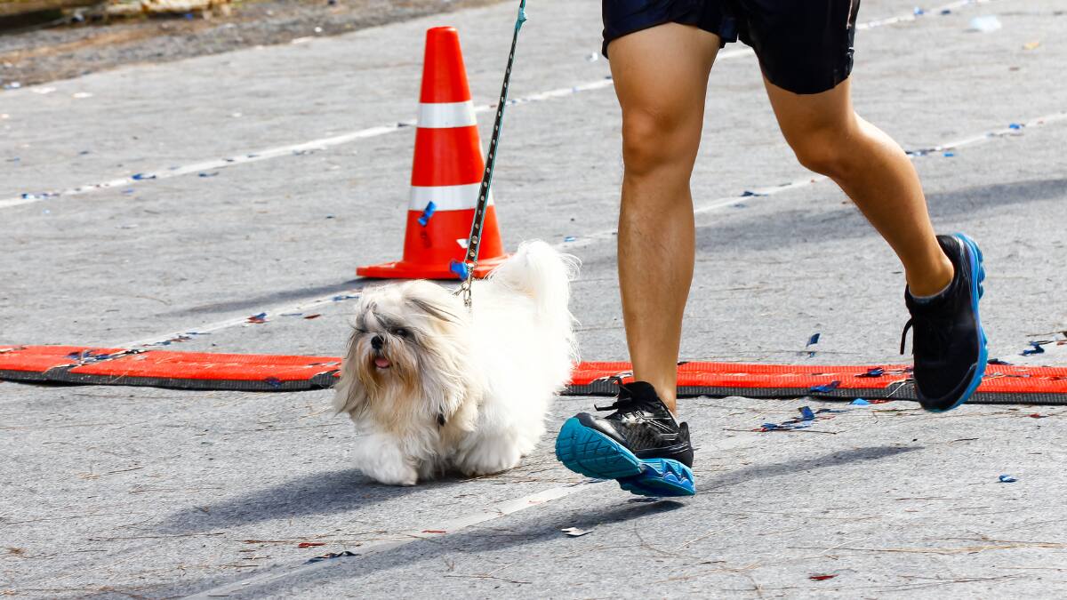 Hush Puppies Walk & Run 2024: Corre con tu perro en este evento deportivo único en Lo Barnechea