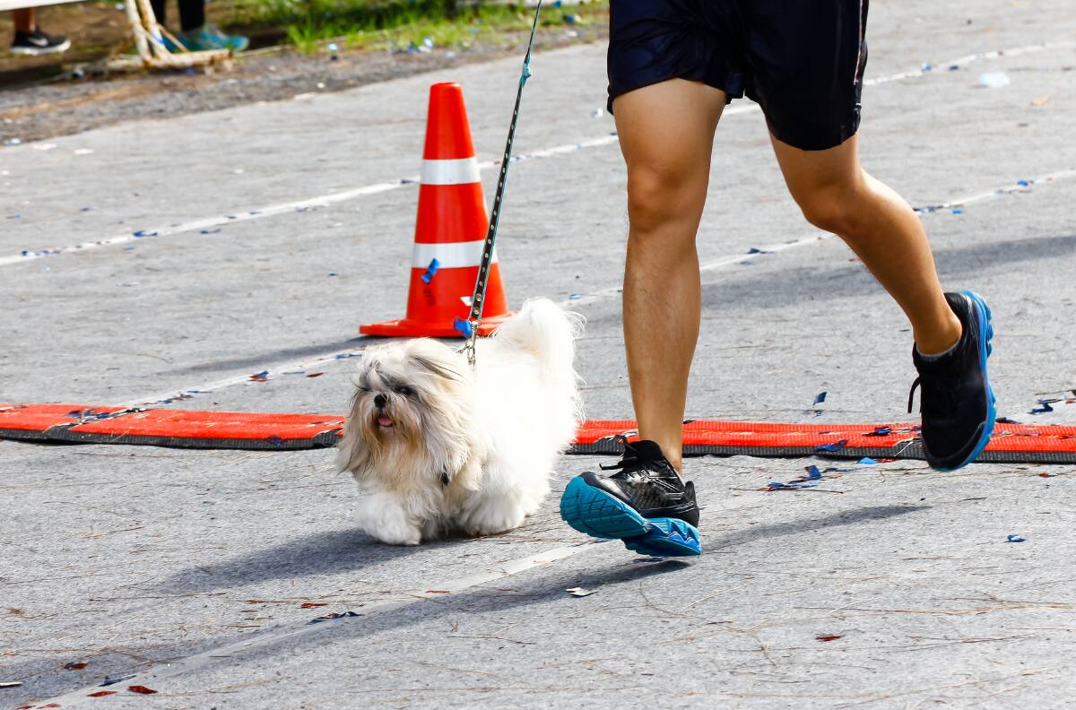 Hush Puppies Walk & Run 2024: Corre con tu perro en este evento deportivo único en Lo Barnechea