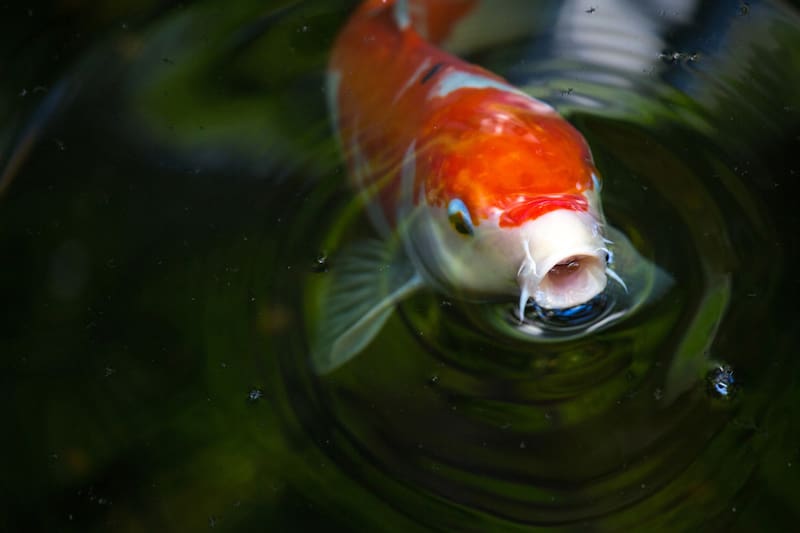 Una de las actividades disponibles es alimentar peces koi.