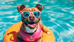 Pool Party para mascotas llega a Santiago con nueva edición: Habrá actividades y será gratuito