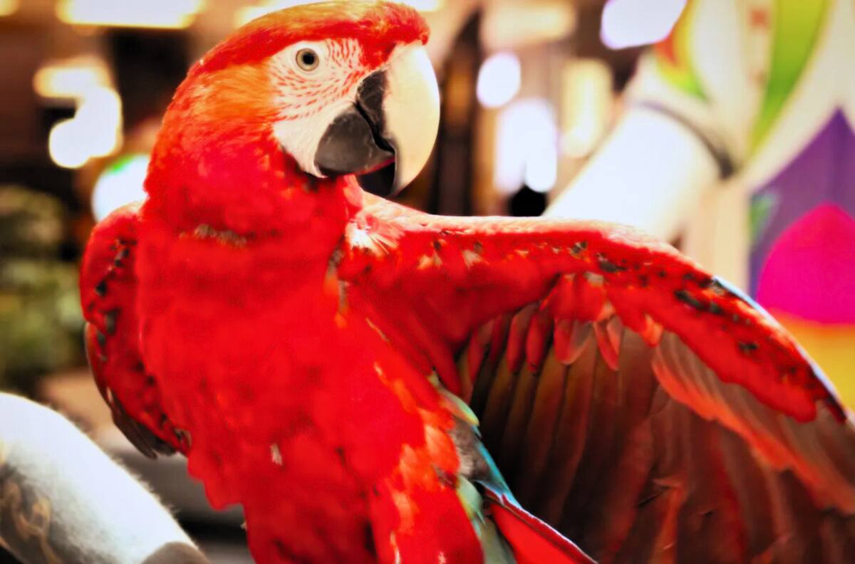 ¿Qué hacer hoy en Santiago?: Los mejores panoramas para este miércoles 4 de febrero