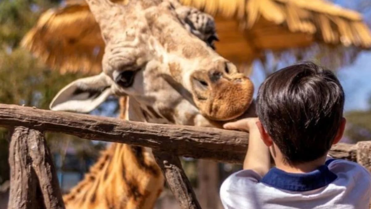 ¿Te gustan los animales? 3 imperdibles panoramas para niños en la Región Metropolitana
