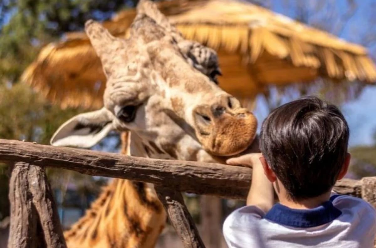 ¿Te gustan los animales? 3 imperdibles panoramas para niños en la Región Metropolitana