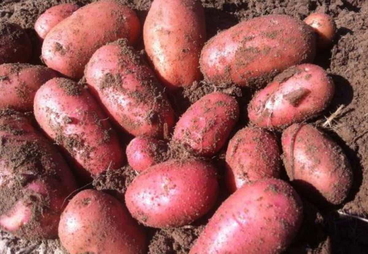 Papas Patagonia