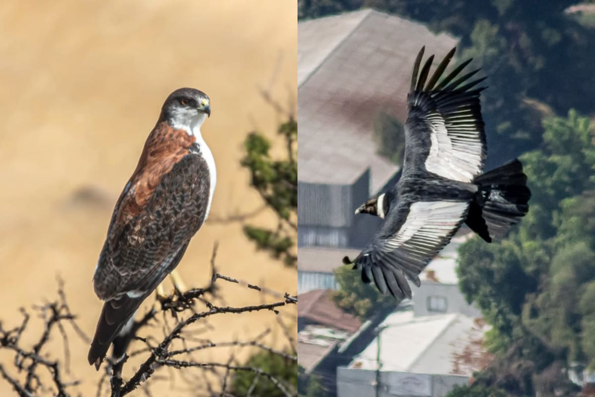 En este pulmón verde capitalino se pueden observar diferentes aves durante el paseo por los senderos. Fotos: Parque Cerros de Renca vía Instagram.