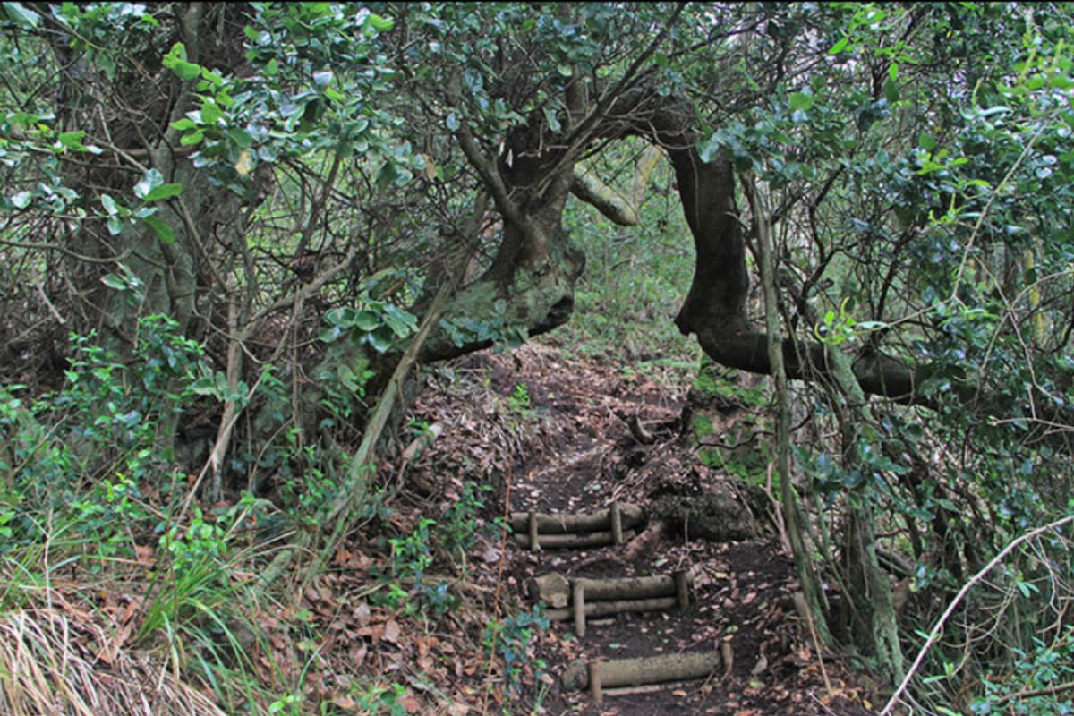 Este lugar es ideal para descansar y desconectar del ruido de la ciudad. Foto: Parque El Boldo.