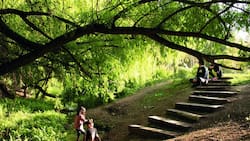 El parque de Santiago que pocos conocen y que parece un jardín secreto: tiene un estero y entrada gratis